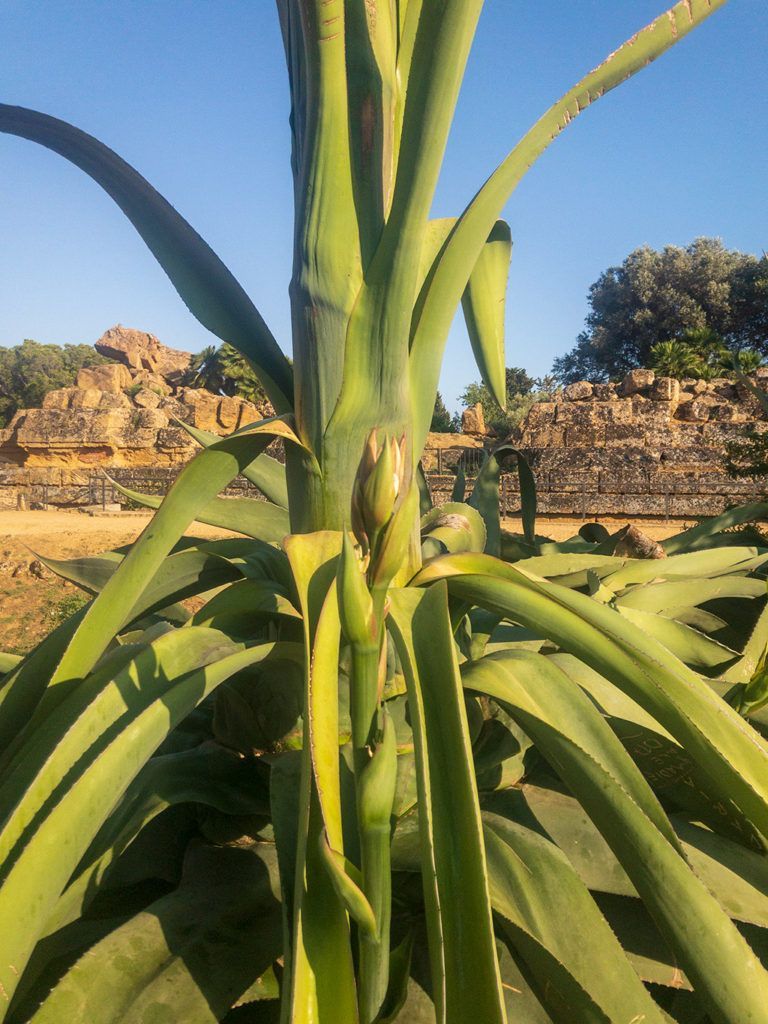 Agaves avec un temple