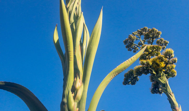 Les origines de la tequila