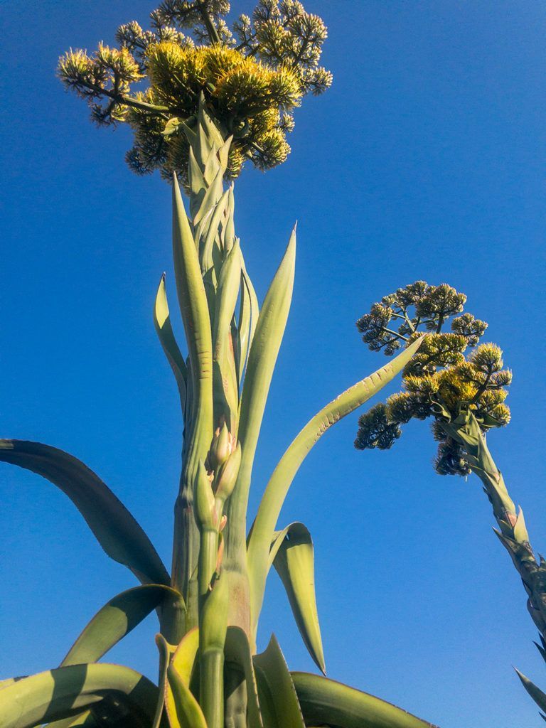 Agaves en fleur