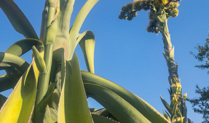 Les origines du mezcal