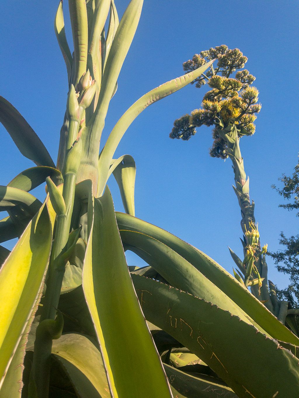 Mezcal