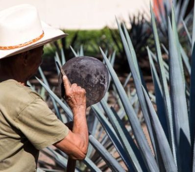 Contrôle des agaves