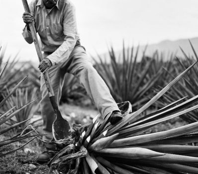 Découpe d'une agave