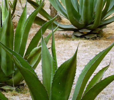 Agaves